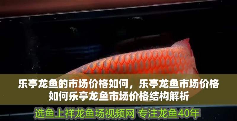 樂亭龍魚的市場價(jià)格如何，樂亭龍魚市場價(jià)格如何樂亭龍魚市場價(jià)格結(jié)構(gòu)解析 樂亭龍魚的市場價(jià)格如何，樂亭龍魚市場價(jià)格如何樂亭龍魚市場價(jià)格結(jié)構(gòu)解析 龍魚百科