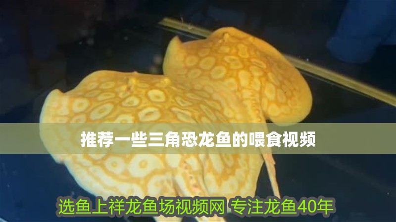 推薦一些三角恐龍魚的喂食視頻 推薦一些三角恐龍魚的喂食視頻 龍魚百科