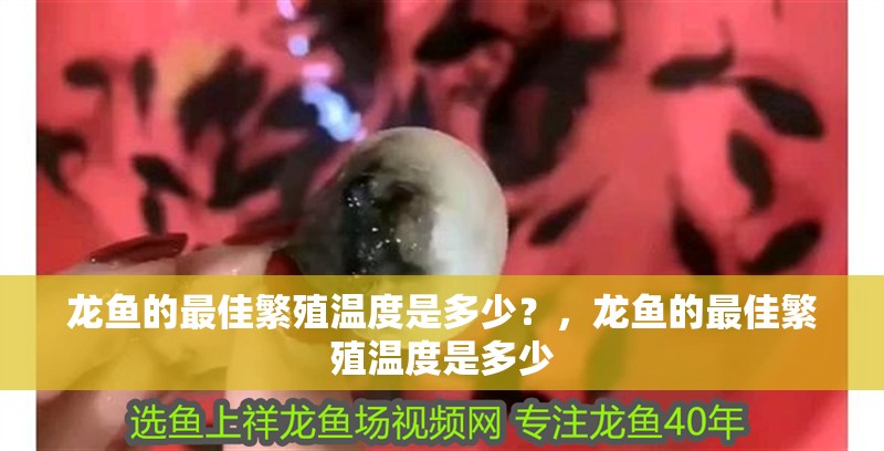 龍魚的最佳繁殖溫度是多少？，龍魚的最佳繁殖溫度是多少 龍魚的最佳繁殖溫度是多少？，龍魚的最佳繁殖溫度是多少 龍魚百科
