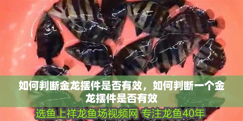 如何判斷金龍擺件是否有效，如何判斷一個金龍擺件是否有效 如何判斷金龍擺件是否有效，如何判斷一個金龍擺件是否有效 龍魚百科