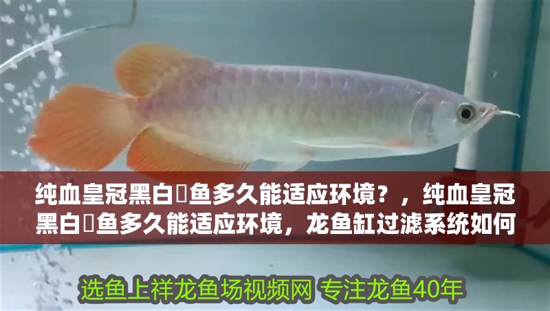 我的虎魚真菌感染了要怎么處理 純血皇冠黑白魟魚多久能適應環境?,純血皇冠黑白魟魚多久能適應環境,龍魚缸過濾系統如何選擇 龍魚百科 純血皇冠黑白魟魚多久能適應環境?,純血皇冠黑白魟魚多久能適應環境,龍魚缸過濾系統如何選擇 純血皇冠黑白魟魚多久能適應環境?,純血皇冠黑白魟魚多久能適應環境,龍魚缸過濾系統如何選擇 龍魚百科