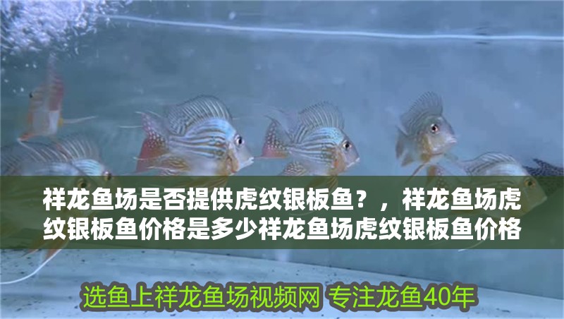 鸚鵡魚和銀龍魚混養怎樣喂食 祥龍魚場是否提供虎紋銀板魚?,祥龍魚場虎紋銀板魚價格是多少祥龍魚場虎紋銀板魚價格是多少 龍魚百科 祥龍魚場是否提供虎紋銀板魚?,祥龍魚場虎紋銀板魚價格是多少祥龍魚場虎紋銀板魚價格是多少 祥龍魚場是否提供虎紋銀板魚?,祥龍魚場虎紋銀板魚價格是多少祥龍魚場虎紋銀板魚價格是多少 龍魚百科