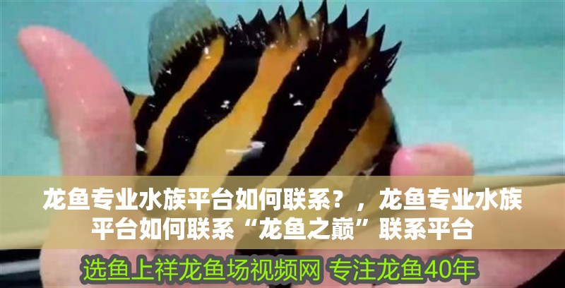 龍魚專業(yè)水族平臺如何聯(lián)系？，龍魚專業(yè)水族平臺如何聯(lián)系“龍魚之巔”聯(lián)系平臺 龍魚專業(yè)水族平臺如何聯(lián)系？，龍魚專業(yè)水族平臺如何聯(lián)系“龍魚之巔”聯(lián)系平臺 龍魚百科