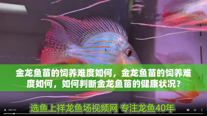 金龍魚苗的飼養難度如何，金龍魚苗的飼養難度如何，如何判斷金龍魚苗的健康狀況？ 金龍魚苗的飼養難度如何，金龍魚苗的飼養難度如何，如何判斷金龍魚苗的健康狀況？ 龍魚百科