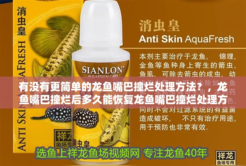 有沒有更簡單的龍魚嘴巴撞爛處理方法？，龍魚嘴巴撞爛后多久能恢復龍魚嘴巴撞爛處理方法 有沒有更簡單的龍魚嘴巴撞爛處理方法？，龍魚嘴巴撞爛后多久能恢復龍魚嘴巴撞爛處理方法 龍魚百科