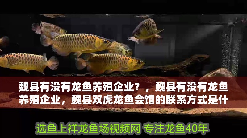 魏縣有沒有龍魚養殖企業？，魏縣有沒有龍魚養殖企業，魏縣雙虎龍魚會館的聯系方式是什么