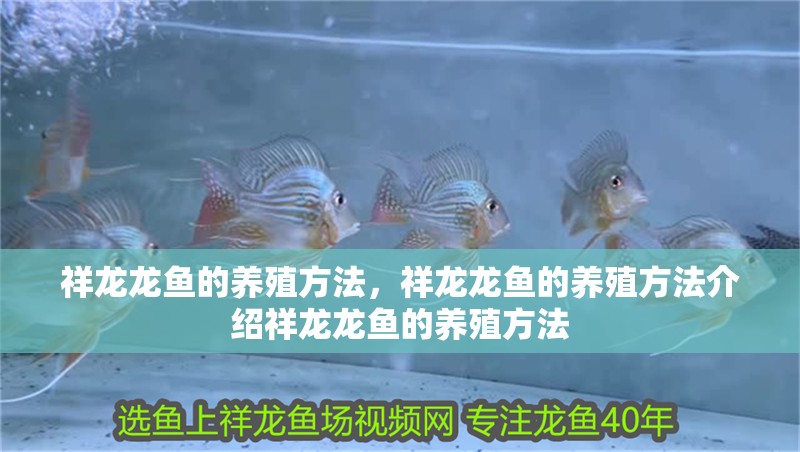 魚缸造景先放沙還是先放水(魚缸造景先鋪沙還是先放石頭) 祥龍龍魚的養殖方法,祥龍龍魚的養殖方法介紹祥龍龍魚的養殖方法 龍魚百科 祥龍龍魚的養殖方法,祥龍龍魚的養殖方法介紹祥龍龍魚的養殖方法 祥龍龍魚的養殖方法,祥龍龍魚的養殖方法介紹祥龍龍魚的養殖方法 龍魚百科