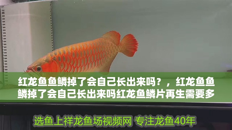紅龍魚魚鱗掉了會自己長出來嗎？，紅龍魚魚鱗掉了會自己長出來嗎紅龍魚鱗片再生需要多長時間 紅龍魚魚鱗掉了會自己長出來嗎？，紅龍魚魚鱗掉了會自己長出來嗎紅龍魚鱗片再生需要多長時間 龍魚百科