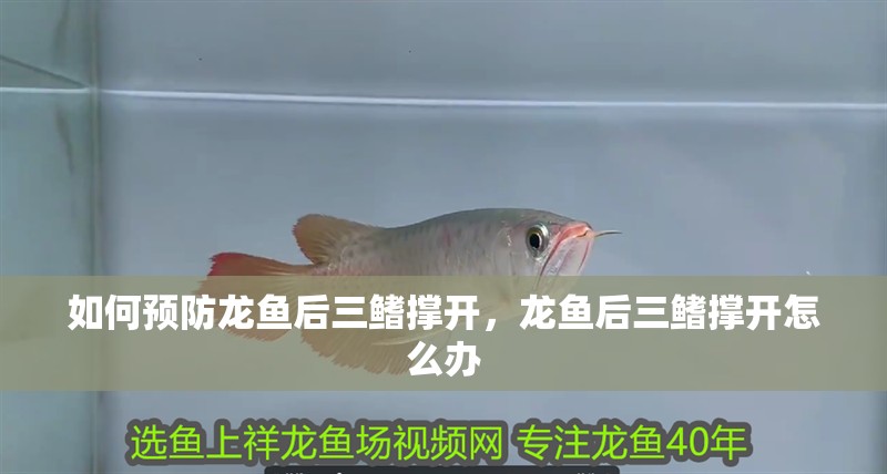 魚缸用增氧泵價格是多少:魚缸增氧機-xtrac增氧機-xtrac增氧機 如何預防龍魚后三鰭撐開,龍魚后三鰭撐開怎么辦 龍魚百科 如何預防龍魚后三鰭撐開,龍魚后三鰭撐開怎么辦 如何預防龍魚后三鰭撐開,龍魚后三鰭撐開怎么辦 龍魚百科