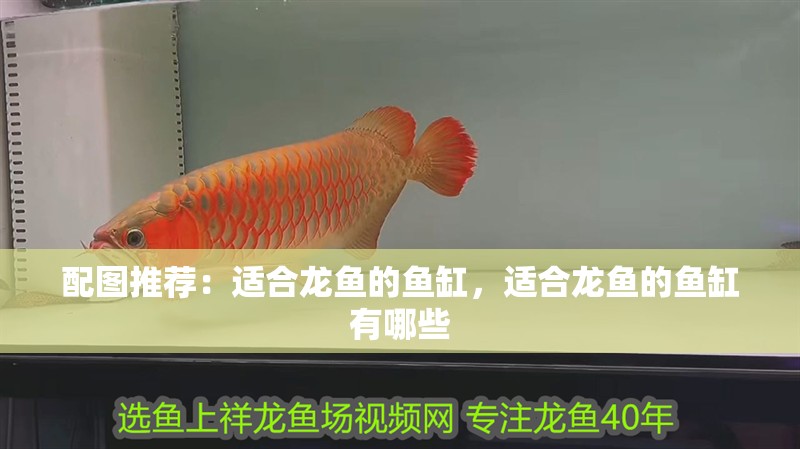 配圖推薦：適合龍魚的魚缸，適合龍魚的魚缸有哪些