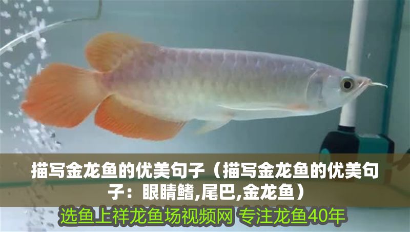描寫金龍魚的優美句子（描寫金龍魚的優美句子：眼睛鰭,尾巴,金龍魚）