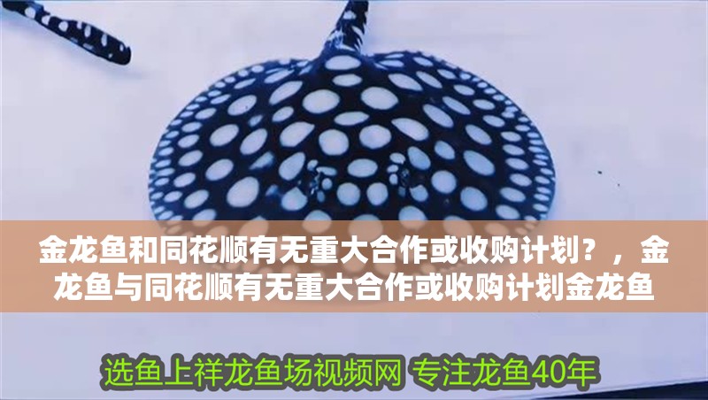 金龍魚和同花順有無重大合作或收購計劃？，金龍魚與同花順有無重大合作或收購計劃金龍魚和同花順