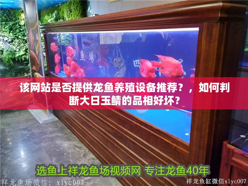 該網(wǎng)站是否提供龍魚養(yǎng)殖設(shè)備推薦？，如何判斷大日玉鯖的品相好壞？