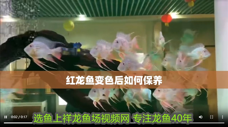 紅龍魚變色后如何保養(yǎng) 紅龍魚變色后如何保養(yǎng) 龍魚百科