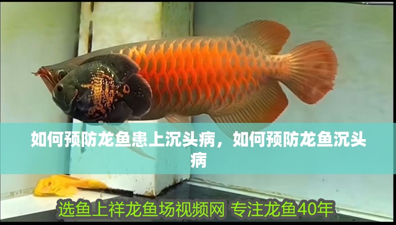 如何預防龍魚患上沉頭病，如何預防龍魚沉頭病