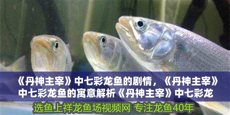 《丹神主宰》中七彩龍魚的劇情，《丹神主宰》中七彩龍魚的寓意解析《丹神主宰》中七彩龍魚的寓意 《丹神主宰》中七彩龍魚的劇情，《丹神主宰》中七彩龍魚的寓意解析《丹神主宰》中七彩龍魚的寓意 龍魚百科