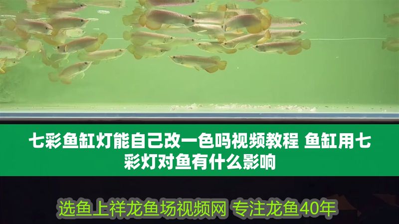 七彩魚缸燈能自己改一色嗎視頻教程 魚缸用七彩燈對魚有什么影響