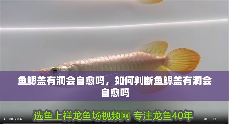 魚(yú)鰓蓋有洞會(huì)自愈嗎，如何判斷魚(yú)鰓蓋有洞會(huì)自愈嗎 魚(yú)鰓蓋有洞會(huì)自愈嗎，如何判斷魚(yú)鰓蓋有洞會(huì)自愈嗎 龍魚(yú)百科