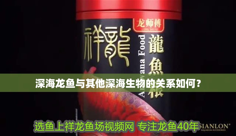 魚缸造景先放沙還是先放水(魚缸造景先鋪沙還是先放石頭) 深海龍魚與其他深海生物的關系如何? 龍魚百科 深海龍魚與其他深海生物的關系如何? 深海龍魚與其他深海生物的關系如何? 龍魚百科