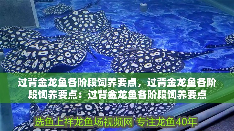 過背金龍魚各階段飼養要點，過背金龍魚各階段飼養要點：過背金龍魚各階段飼養要點