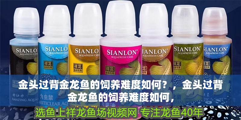 金頭過背金龍魚的飼養難度如何？，金頭過背金龍魚的飼養難度如何，