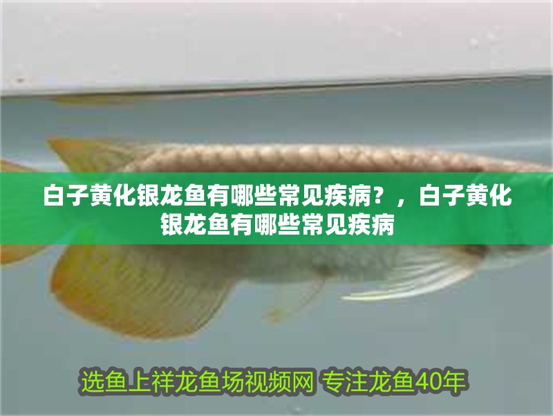 魚缸過濾器選購指南:自制魚缸過濾器魚缸上置過濾器對于養(yǎng)魚愛好者的必備知識 白子黃化銀龍魚有哪些常見疾病?,白子黃化銀龍魚有哪些常見疾病 龍魚百科 白子黃化銀龍魚有哪些常見疾病?,白子黃化銀龍魚有哪些常見疾病 白子黃化銀龍魚有哪些常見疾病?,白子黃化銀龍魚有哪些常見疾病 龍魚百科