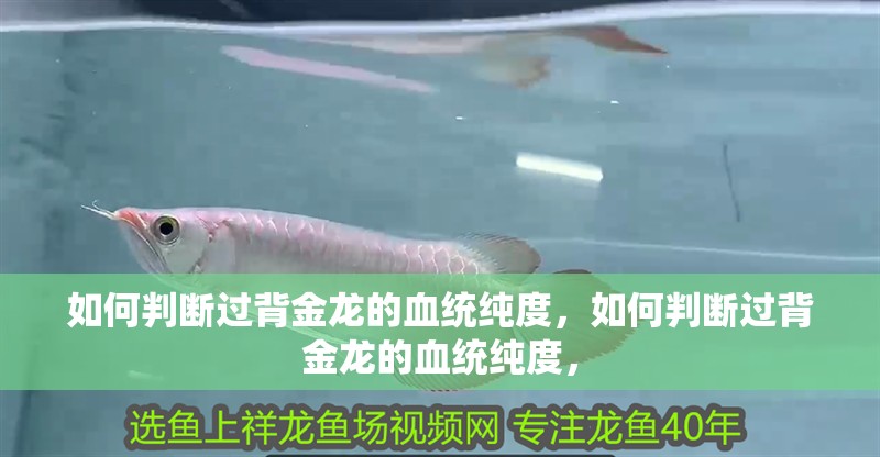 魚缸過濾器選購指南:自制魚缸過濾器魚缸上置過濾器對于養魚愛好者的必備知識 如何判斷過背金龍的血統純度,如何判斷過背金龍的血統純度, 龍魚百科 如何判斷過背金龍的血統純度,如何判斷過背金龍的血統純度, 如何判斷過背金龍的血統純度,如何判斷過背金龍的血統純度, 龍魚百科