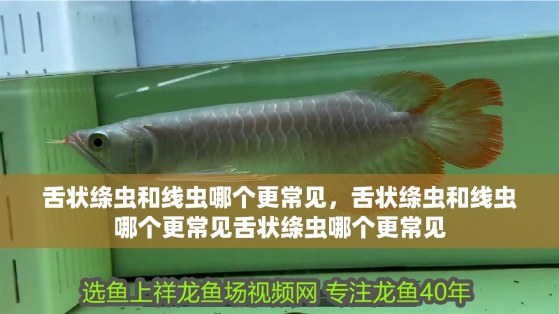 舌狀絳蟲和線蟲哪個(gè)更常見，舌狀絳蟲和線蟲哪個(gè)更常見舌狀絳蟲哪個(gè)更常見 舌狀絳蟲和線蟲哪個(gè)更常見，舌狀絳蟲和線蟲哪個(gè)更常見舌狀絳蟲哪個(gè)更常見 龍魚百科