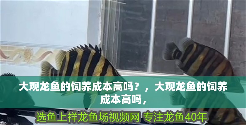 大觀龍魚的飼養成本高嗎？，大觀龍魚的飼養成本高嗎，