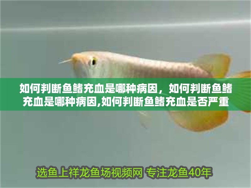 如何判斷魚鰭充血是哪種病因，如何判斷魚鰭充血是哪種病因,如何判斷魚鰭充血是否嚴重