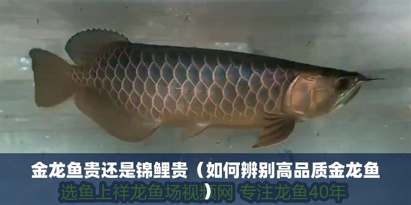 金龍魚貴還是錦鯉貴（如何辨別高品質金龍魚）