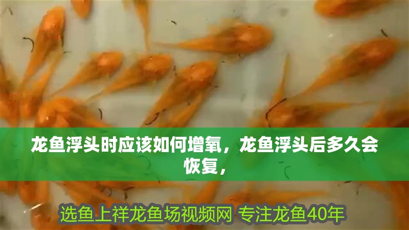 龍魚浮頭時(shí)應(yīng)該如何增氧，龍魚浮頭后多久會(huì)恢復(fù)， 龍魚浮頭時(shí)應(yīng)該如何增氧，龍魚浮頭后多久會(huì)恢復(fù)， 龍魚百科