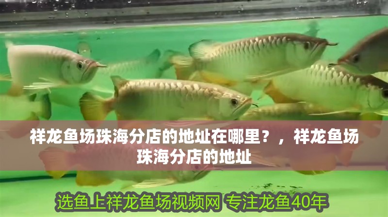 祥龍魚場珠海分店的地址在哪里？，祥龍魚場珠海分店的地址