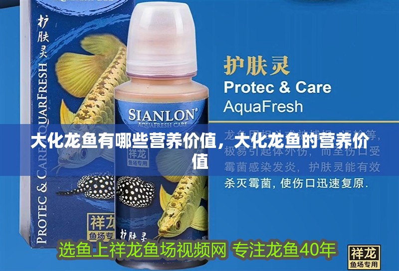 大化龍魚有哪些營養價值，大化龍魚的營養價值