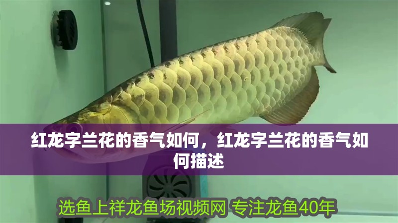 魚缸過濾器選購指南:自制魚缸過濾器魚缸上置過濾器對于養魚愛好者的必備知識 紅龍字蘭花的香氣如何,紅龍字蘭花的香氣如何描述 龍魚百科 紅龍字蘭花的香氣如何,紅龍字蘭花的香氣如何描述 紅龍字蘭花的香氣如何,紅龍字蘭花的香氣如何描述 龍魚百科