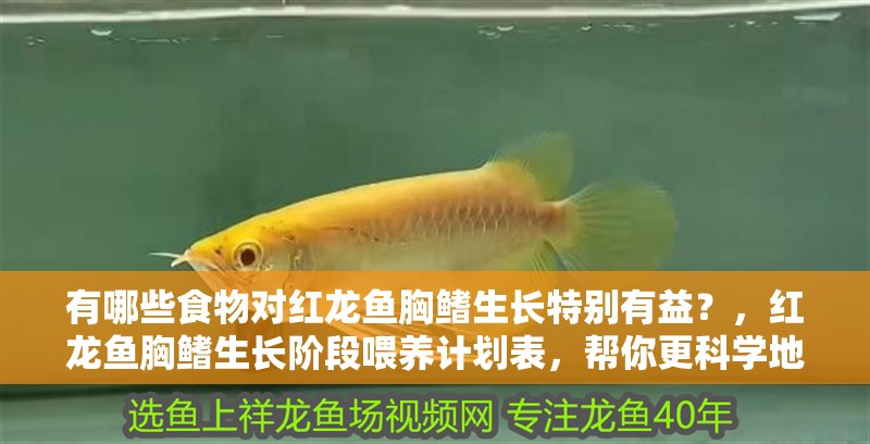 有哪些食物對紅龍魚胸鰭生長特別有益？，紅龍魚胸鰭生長階段喂養計劃表，幫你更科學地安排每日食譜
