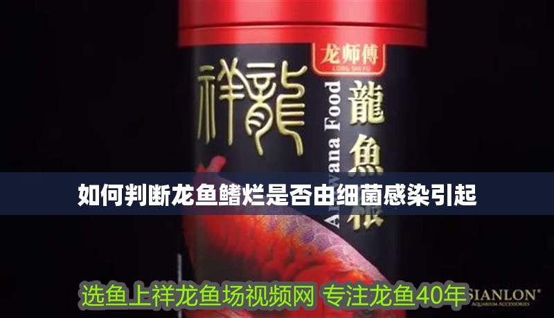 如何判斷龍魚鰭爛是否由細(xì)菌感染引起 如何判斷龍魚鰭爛是否由細(xì)菌感染引起 龍魚百科