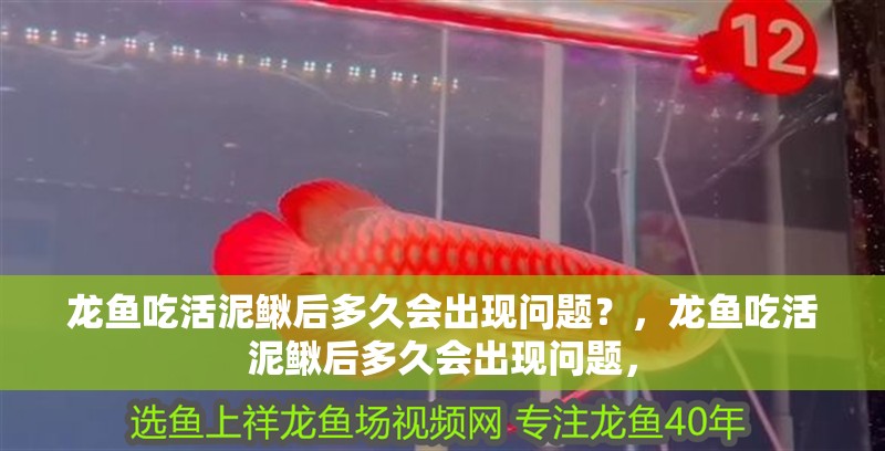 龍魚吃活泥鰍后多久會出現問題？，龍魚吃活泥鰍后多久會出現問題， 龍魚吃活泥鰍后多久會出現問題？，龍魚吃活泥鰍后多久會出現問題， 龍魚百科
