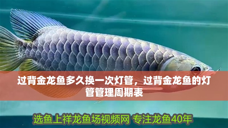 過背金龍魚多久換一次燈管，過背金龍魚的燈管管理周期表 過背金龍魚多久換一次燈管，過背金龍魚的燈管管理周期表 龍魚百科