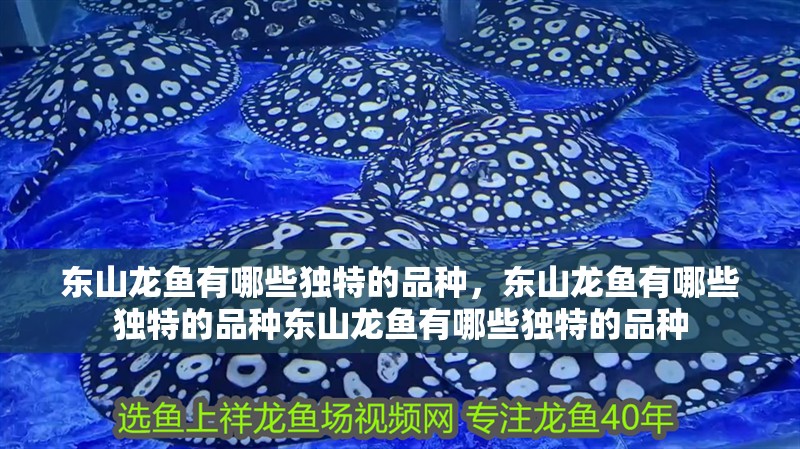 魚缸用增氧泵價格是多少:魚缸增氧機(jī)-xtrac增氧機(jī)-xtrac增氧機(jī) 東山龍魚有哪些獨特的品種,東山龍魚有哪些獨特的品種東山龍魚有哪些獨特的品種 龍魚百科 東山龍魚有哪些獨特的品種,東山龍魚有哪些獨特的品種東山龍魚有哪些獨特的品種 東山龍魚有哪些獨特的品種,東山龍魚有哪些獨特的品種東山龍魚有哪些獨特的品種 龍魚百科