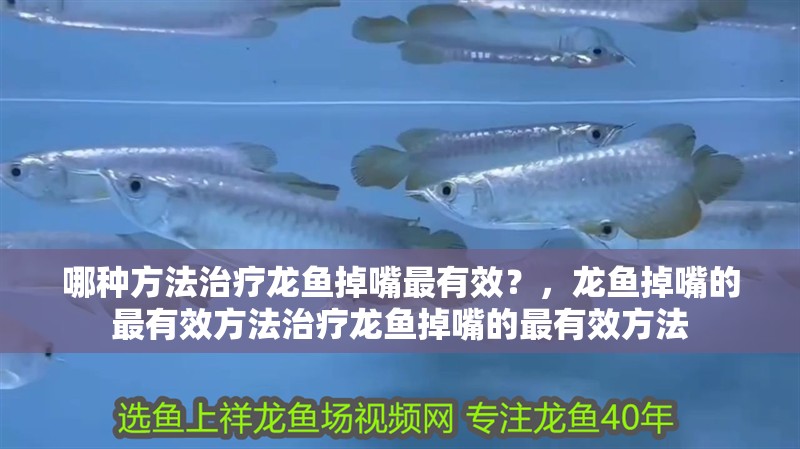 哪種方法治療龍魚掉嘴最有效？，龍魚掉嘴的最有效方法治療龍魚掉嘴的最有效方法