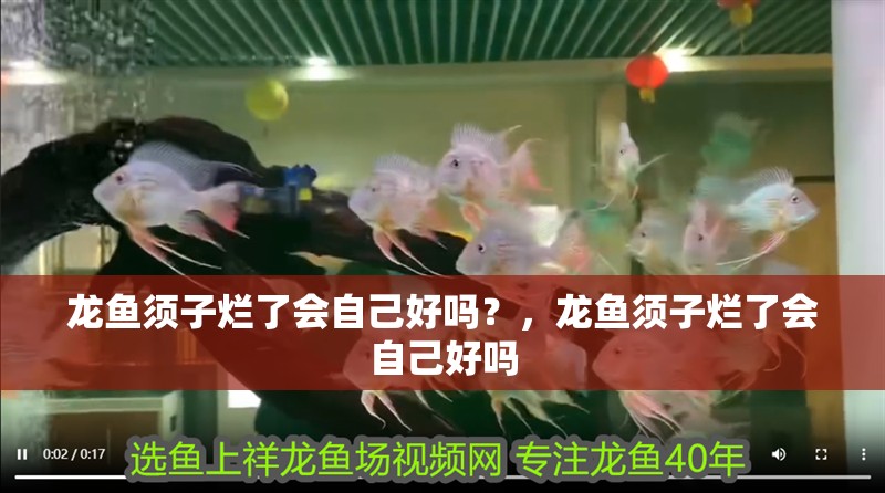 魚缸過濾器選購指南:自制魚缸過濾器魚缸上置過濾器對于養魚愛好者的必備知識 龍魚須子爛了會自己好嗎?,龍魚須子爛了會自己好嗎 龍魚百科 龍魚須子爛了會自己好嗎?,龍魚須子爛了會自己好嗎 龍魚須子爛了會自己好嗎?,龍魚須子爛了會自己好嗎 龍魚百科