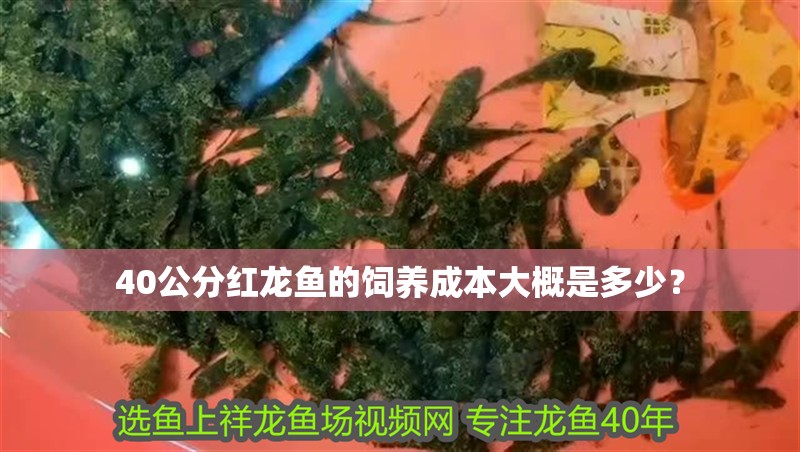 龍魚怕什么 40公分紅龍魚的飼養成本大概是多少? 龍魚百科 40公分紅龍魚的飼養成本大概是多少? 40公分紅龍魚的飼養成本大概是多少? 龍魚百科