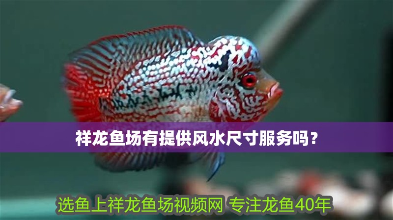 祥龍魚場有提供風水尺寸服務嗎？ 祥龍魚場有提供風水尺寸服務嗎？ 龍魚百科