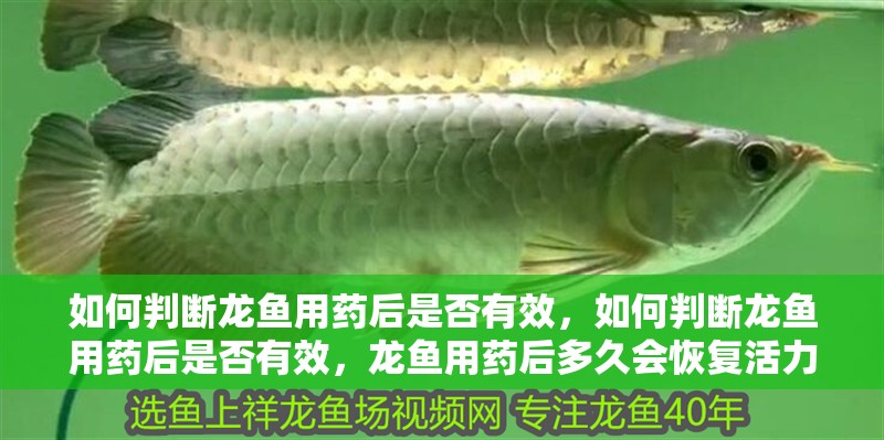 什么魚(yú)能和龍魚(yú)、虎魚(yú)混養(yǎng)(龍魚(yú)能和虎魚(yú)混養(yǎng)嗎) 如何判斷龍魚(yú)用藥后是否有效,如何判斷龍魚(yú)用藥后是否有效,龍魚(yú)用藥后多久會(huì)恢復(fù)活力 龍魚(yú)百科 如何判斷龍魚(yú)用藥后是否有效,如何判斷龍魚(yú)用藥后是否有效,龍魚(yú)用藥后多久會(huì)恢復(fù)活力 如何判斷龍魚(yú)用藥后是否有效,如何判斷龍魚(yú)用藥后是否有效,龍魚(yú)用藥后多久會(huì)恢復(fù)活力 龍魚(yú)百科