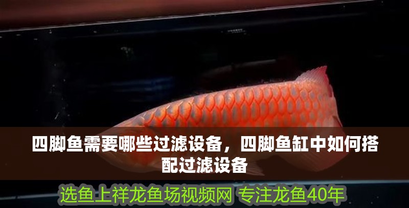 四腳魚需要哪些過濾設備，四腳魚缸中如何搭配過濾設備 四腳魚需要哪些過濾設備，四腳魚缸中如何搭配過濾設備 龍魚百科