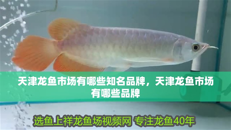 魚缸用增氧泵價格是多少:魚缸增氧機-xtrac增氧機-xtrac增氧機 天津龍魚市場有哪些知名品牌,天津龍魚市場有哪些品牌 龍魚百科 天津龍魚市場有哪些知名品牌,天津龍魚市場有哪些品牌 天津龍魚市場有哪些知名品牌,天津龍魚市場有哪些品牌 龍魚百科