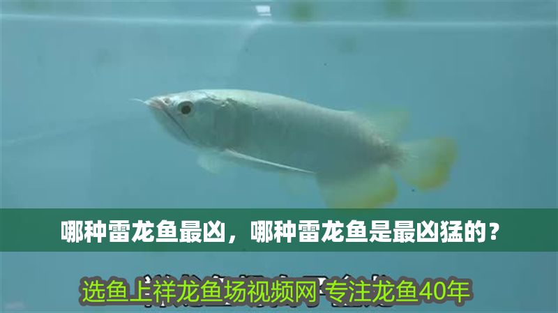 哪種雷龍魚最兇，哪種雷龍魚是最兇猛的？