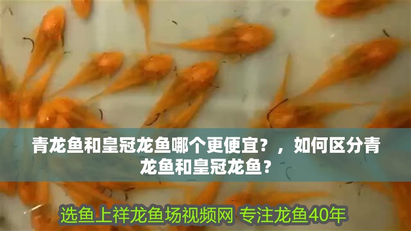 青龍魚和皇冠龍魚哪個更便宜？，如何區分青龍魚和皇冠龍魚？