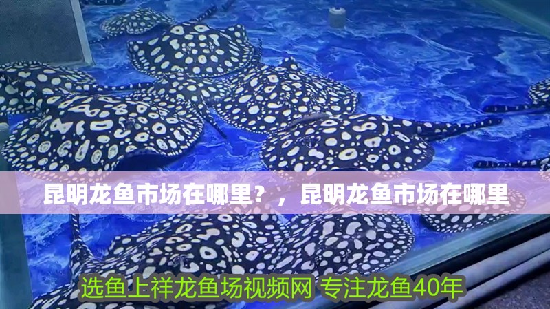 <strong><mark>昆明</mark></strong>龍魚市場在哪里？，<strong><mark>昆明</mark></strong>龍魚市場在哪里